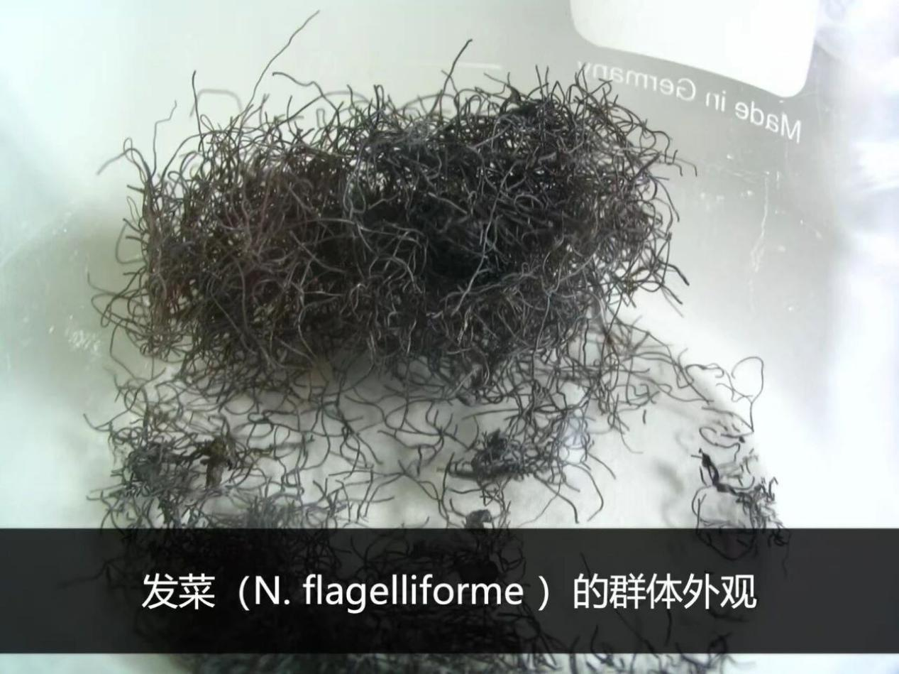 图片来源：@顾有容